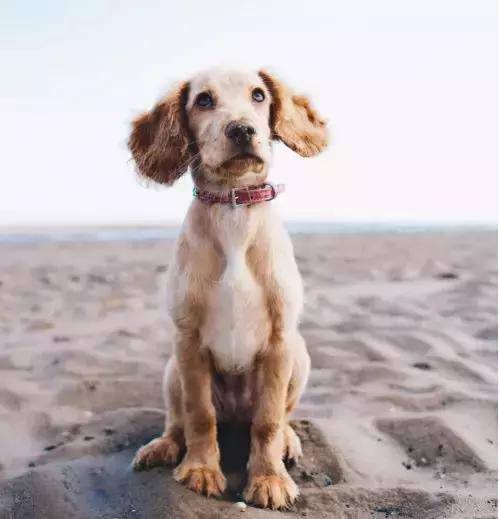 养犬疾病治疗知识,犬猫胰腺炎继发dic治疗方案