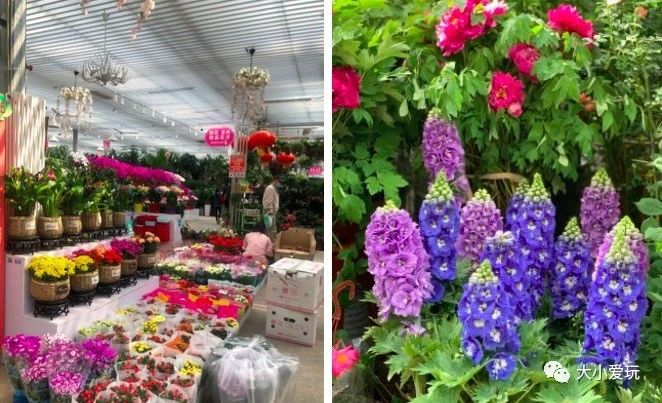 过年必逛花卉市场,北京值得去的花卉市场