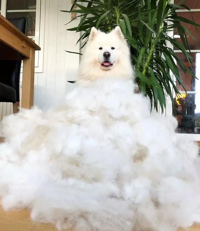 萨摩耶可爱背后的真相你了解吗,养萨摩耶的真实心酸