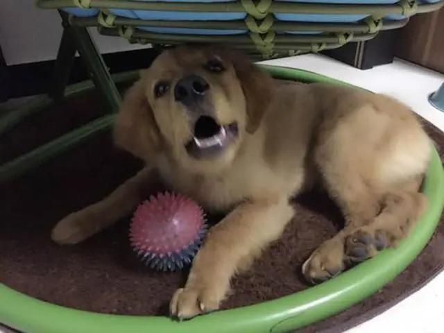 金毛从楼上掉下来然后上去救主人,金毛突然掉下悬崖死亡原因