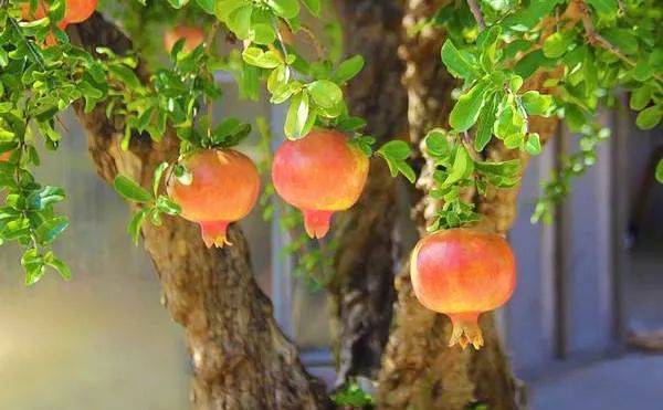 盆景石榴只开花不结果怎么回事,石榴盆景不发芽怎么办