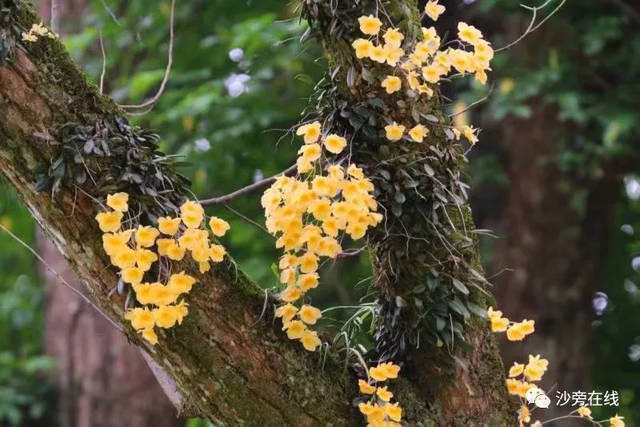 木虾公的功效与作用图片,中药水虾公图片