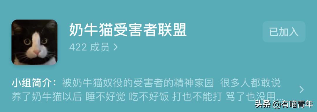 橘猫为什么是魔鬼,橘猫的恐怖之处