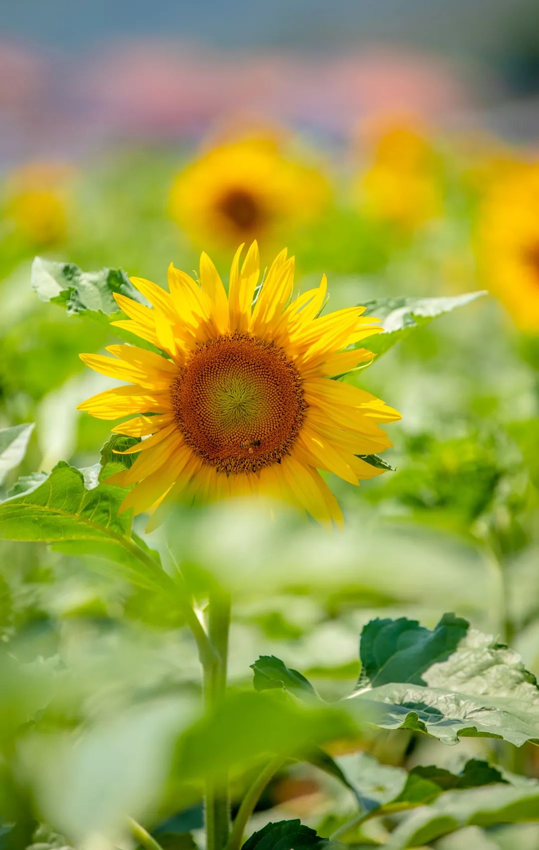 在济南花式避暑，一见“清”心！只需一瞥，便足以把酷夏原谅…