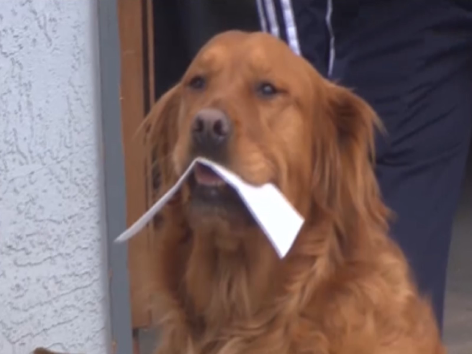 帮孤独老人送东西,帮老人买菜的狗狗