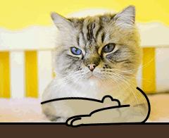 我的猫掉下楼死了怎么办,我的猫跳楼死了