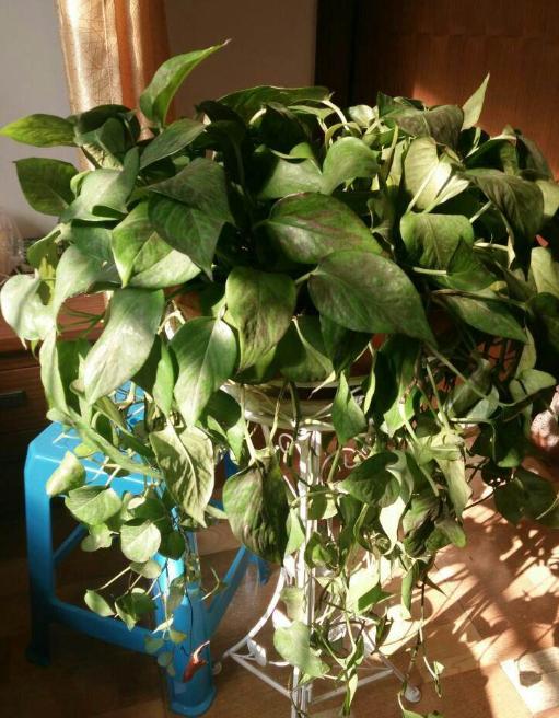 绿萝叶子为什么会蔫,绿萝叶子变枯萎