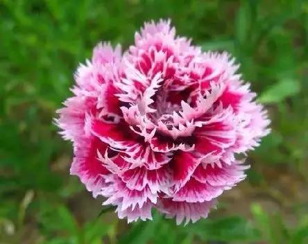 各国国花展示视频,各国国旗国徽国花