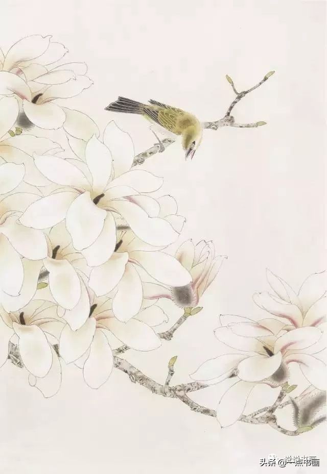 玉兰花的画法和枝干布局,玉兰花的素描画法步骤图