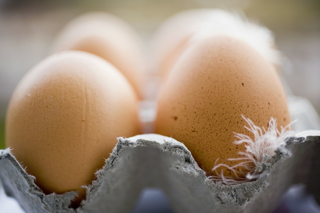 吃了几十年鸡蛋为什么还过敏,鸡蛋有白壳和红壳是什么原因