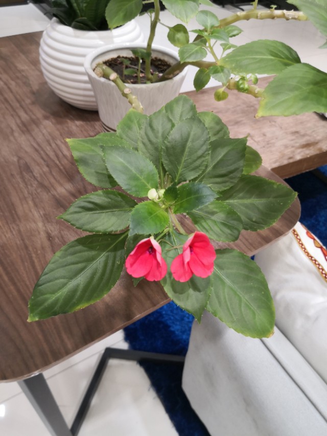 西宁之夏丨遇见美丽的凤仙花