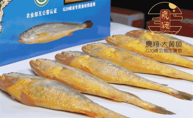 天价野生大黄鱼,温州天价野生大黄鱼