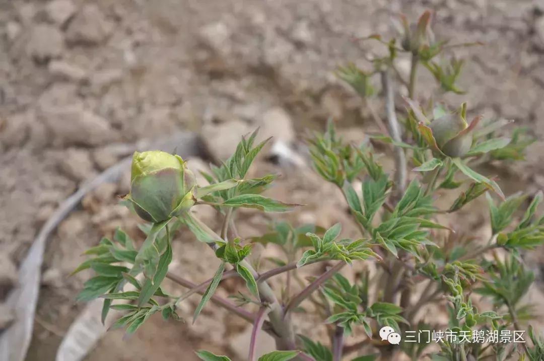 三门峡牡丹苑景区,三门峡牡丹苑的视频