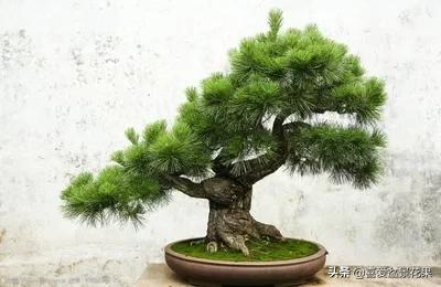 中华蚊母制作方法,中华蚊母的造型技巧