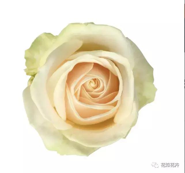 中国玫瑰大家族——雪山玫瑰详解（二）