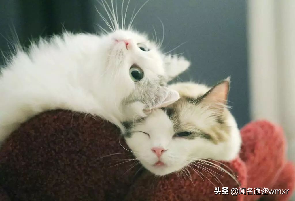 你有猫病表情包,你有猫病啊图片