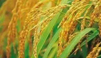 含氯肥料适合哪些作物,含氯复合肥适用作物种类归纳