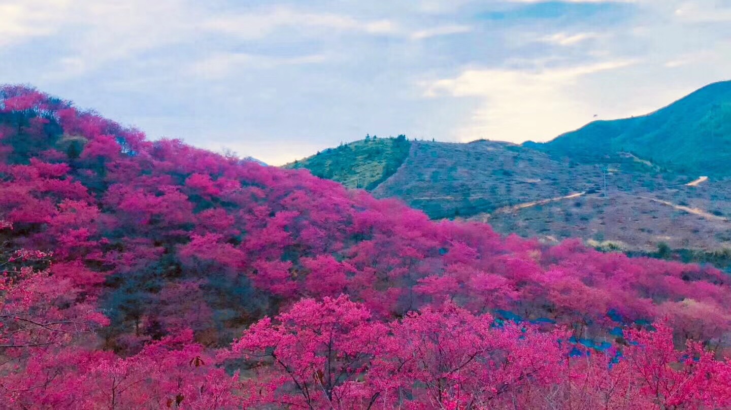 广东看樱花旅游景点推荐,广东樱花打卡景点