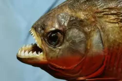 世界上5大致命鱼,世界上最危险六大鱼