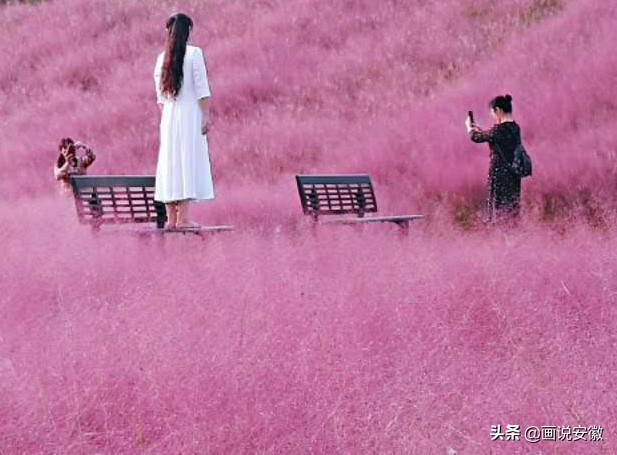 蚌埠禾泉小镇花海门票,游禾泉小镇