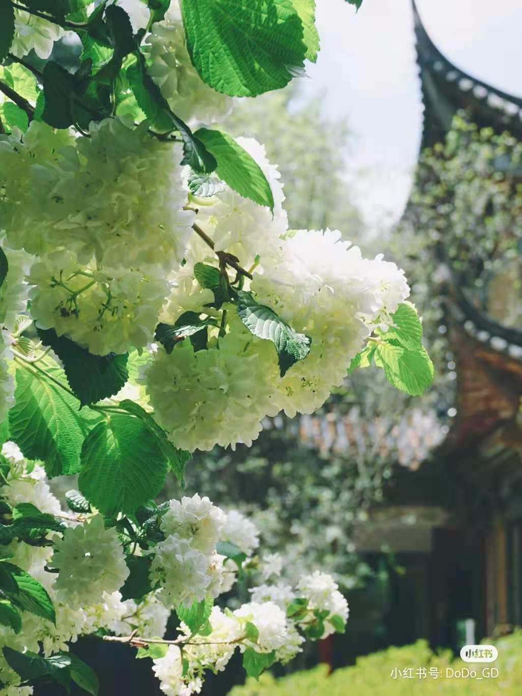 昆明春天赏花航拍,昆明添一赏花打卡点