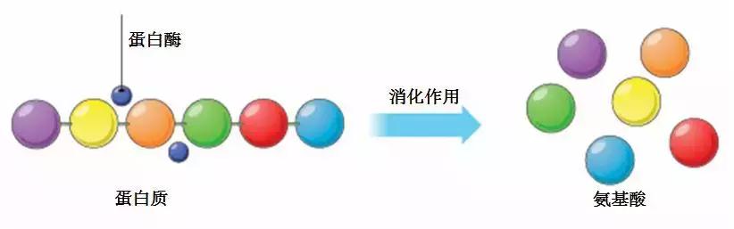 大麦青汁真的可以瘦身吗,大麦若叶青汁真的有减肥功效吗