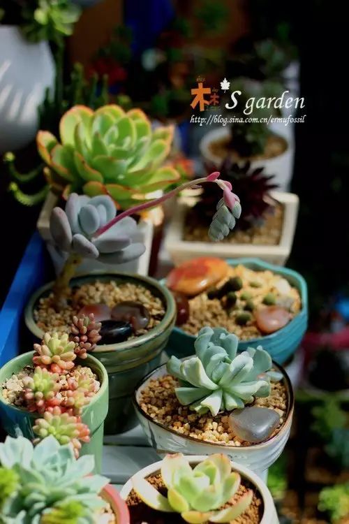 澶氳倝澶х浜屾湪,澶氳倝杈句汉浜屾湪