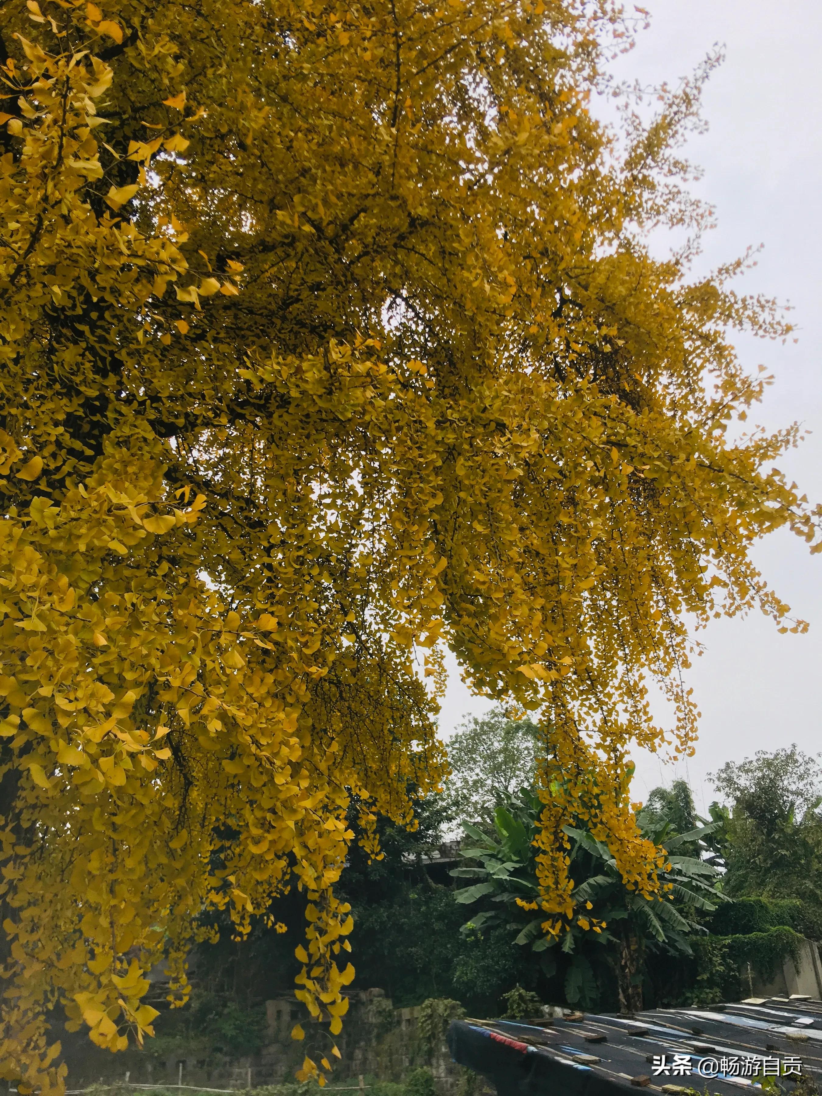 恰逢仲冬季节，追寻自贡唯美黄金叶