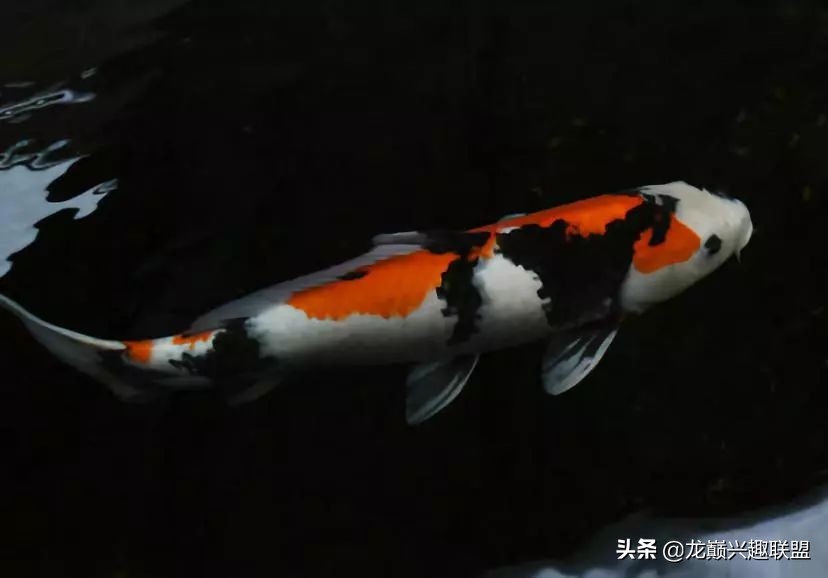 锦鲤入缸的正确方法,锦鲤新缸开缸注意事项