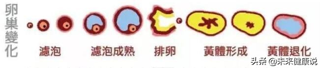 老婆肚子疼一检查黄体破裂,新婚小夫妻警惕黄体破裂