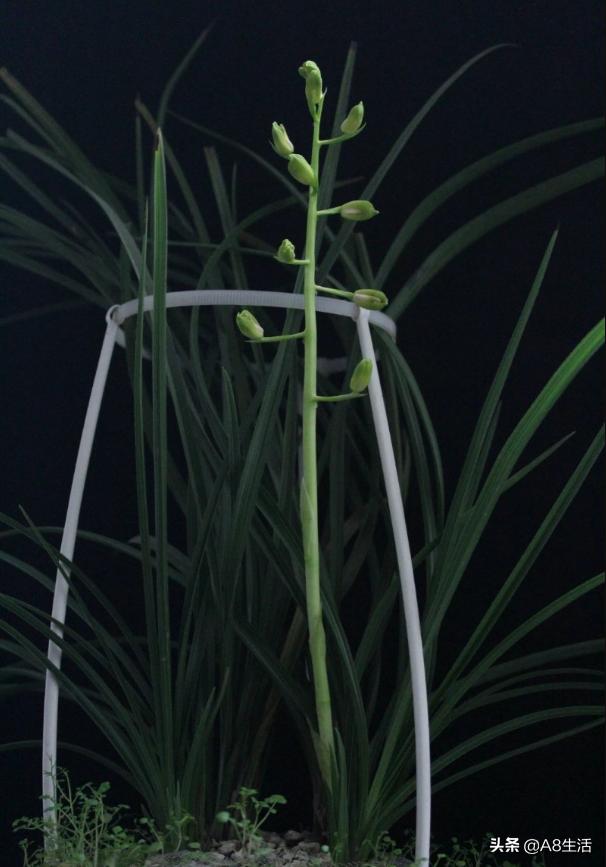 每日一品,蕙兰潘绿梅和庆华区别