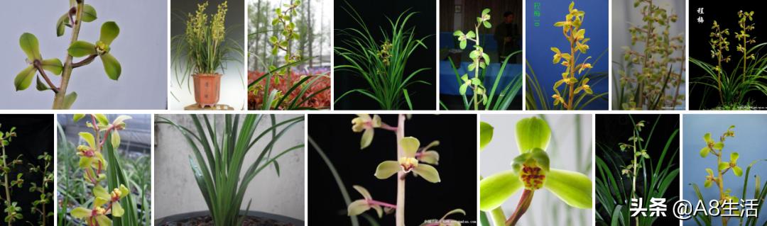 兰花蕙兰十大名品,蕙兰名品大全欣赏