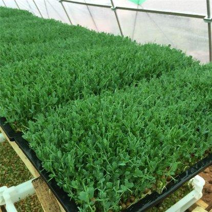 十几平露天阳台种菜怎么砌菜园,阳台怎么布置菜园