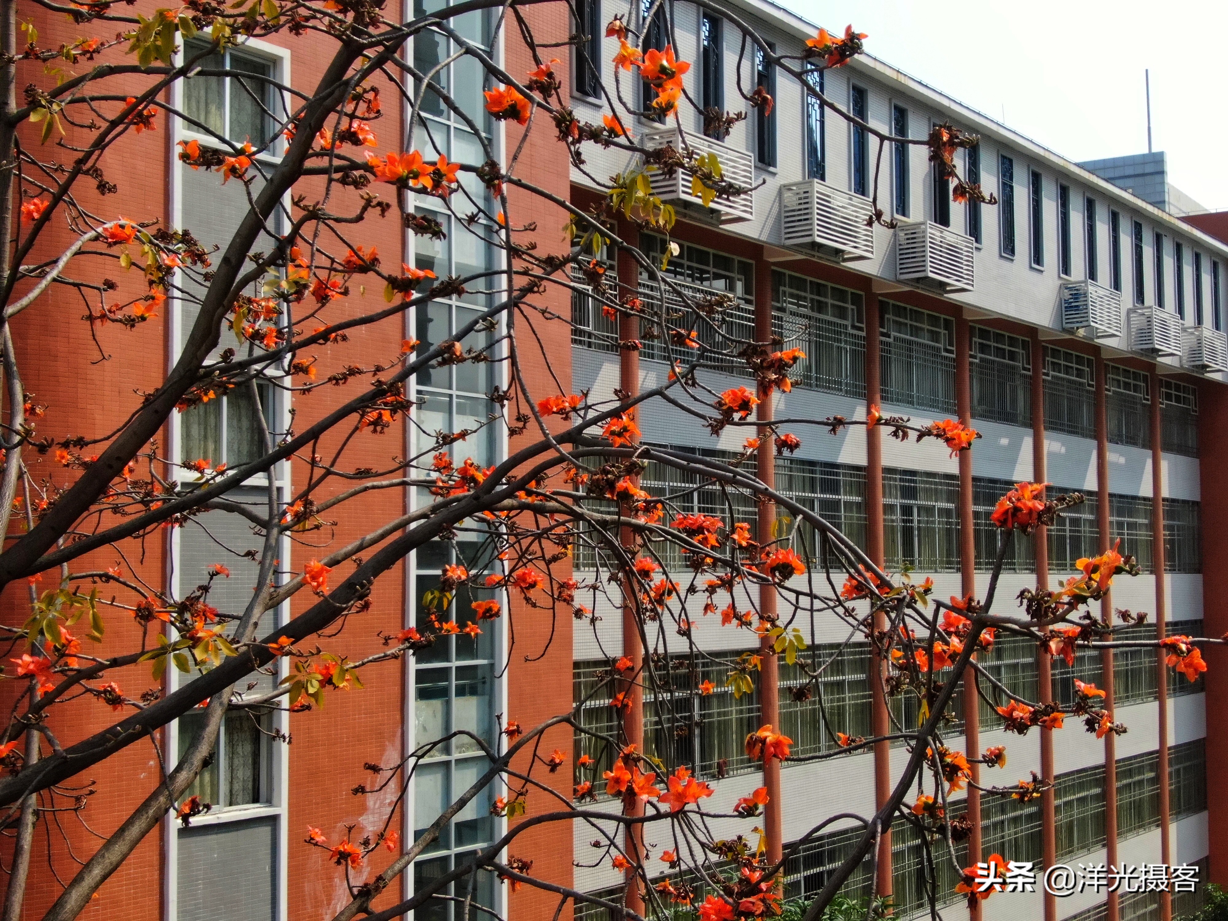 这个特殊的春天即将过去,这个特殊的春天作文