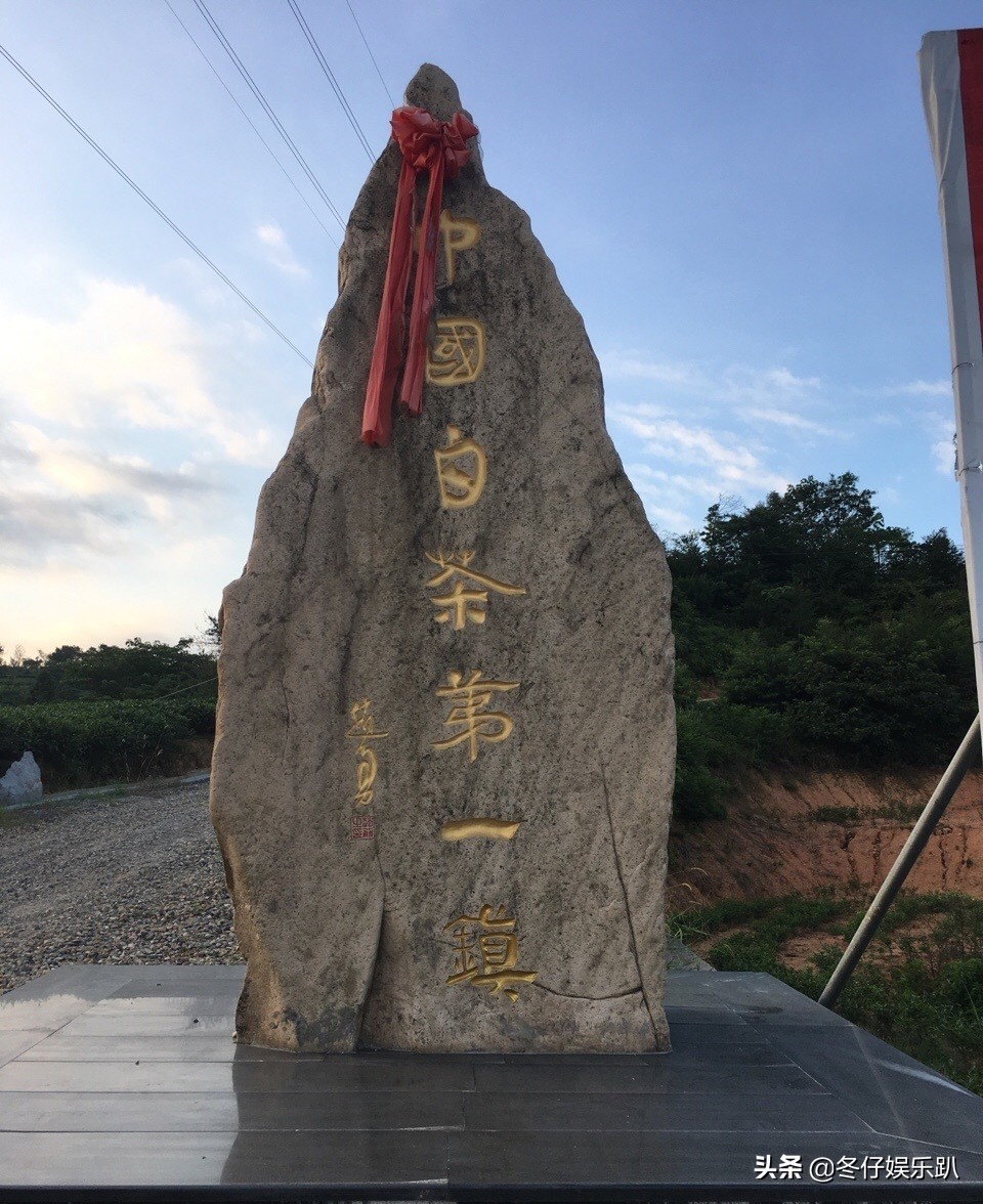 关于白茶的六大谣言,白茶过曝