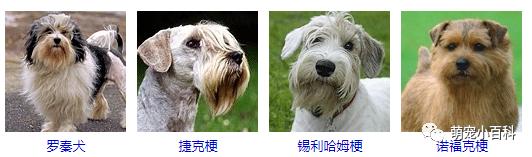 狗狗品种分类大全,狗狗品种鉴定