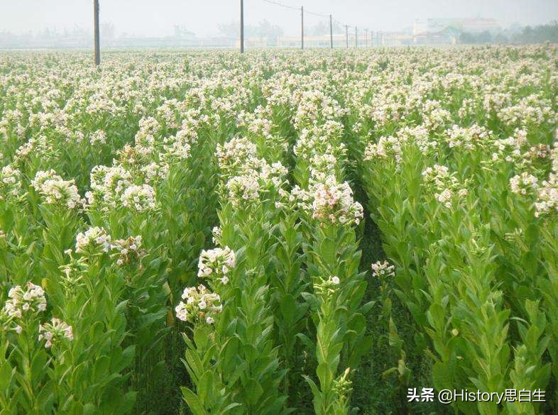 吸烟史翻译,吸烟史超过20年