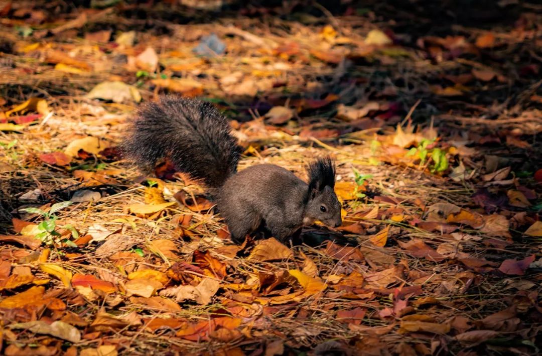 谁是东北第一城,谁才是东北第一城市