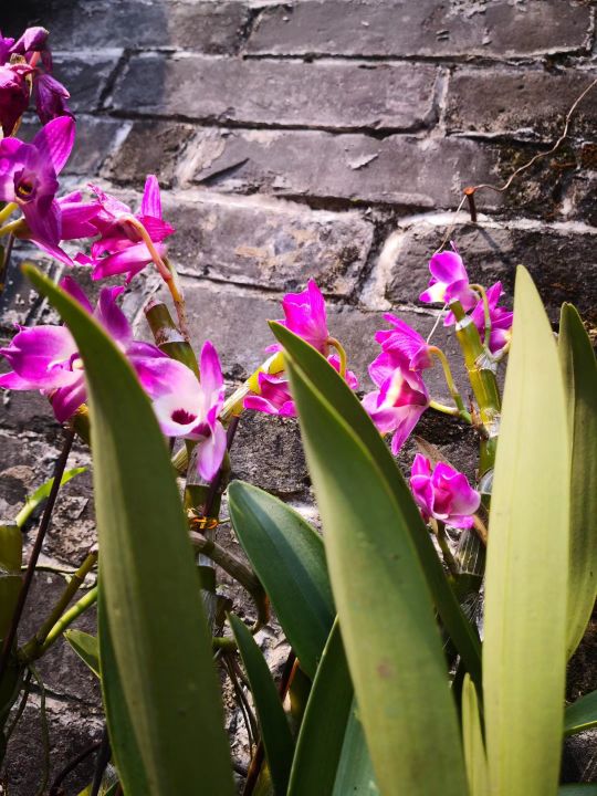 疆新,新疆番茄红素来了解一下