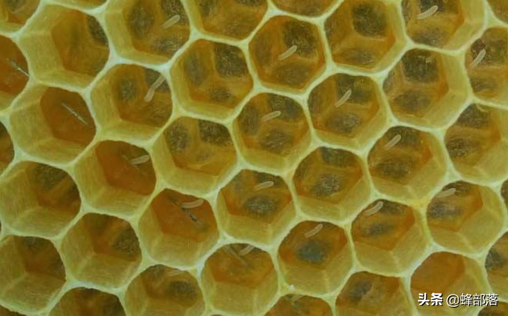 土养蜂怎么治疗巢虫,土蜂工蜂产卵最好解决方法