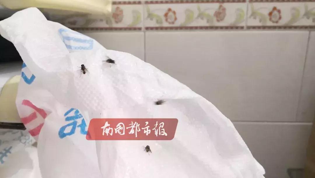 你喝的绿豆冰沙可能来自这里！苍蝇飞舞，设备简陋，消毒靠“热水烫”…