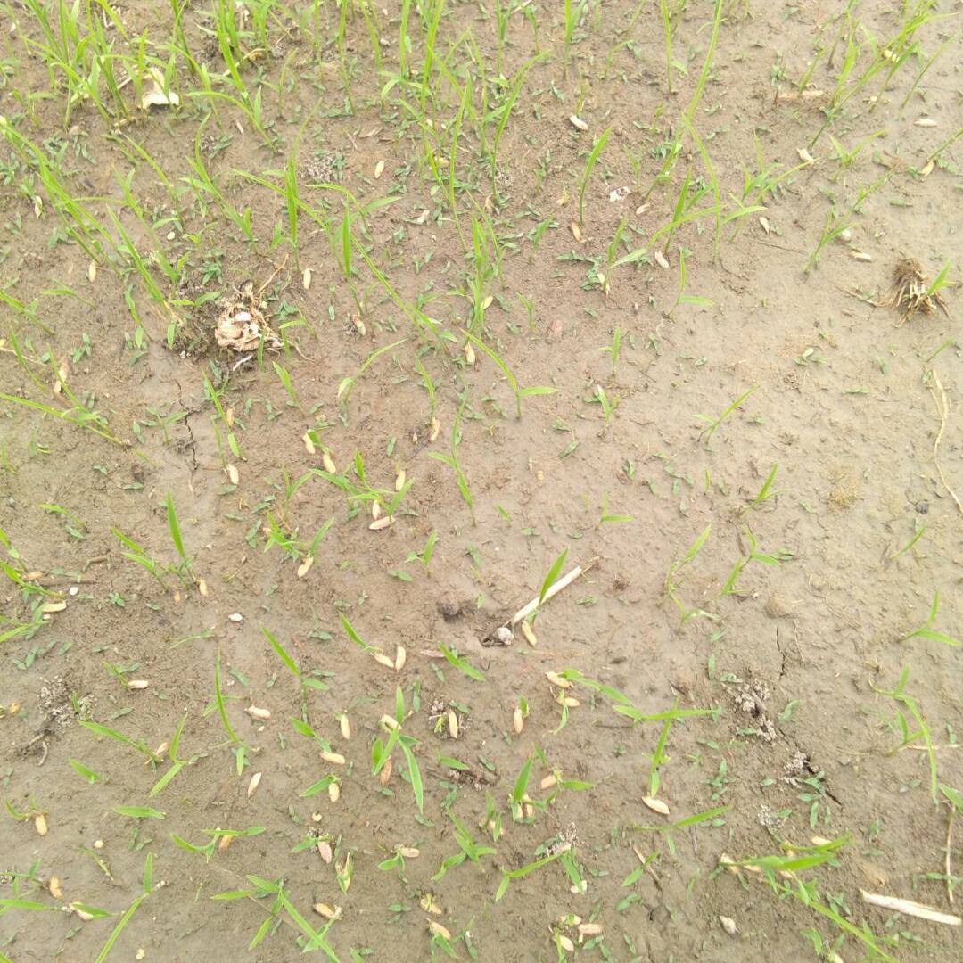 水稻直播田除草的最新方法,直播田杂草防除的主要技术方案