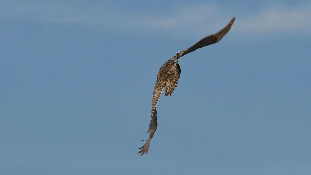 艾草松鸡和尖尾松鸡是一种吗,艾草松鸡是保护动物吗
