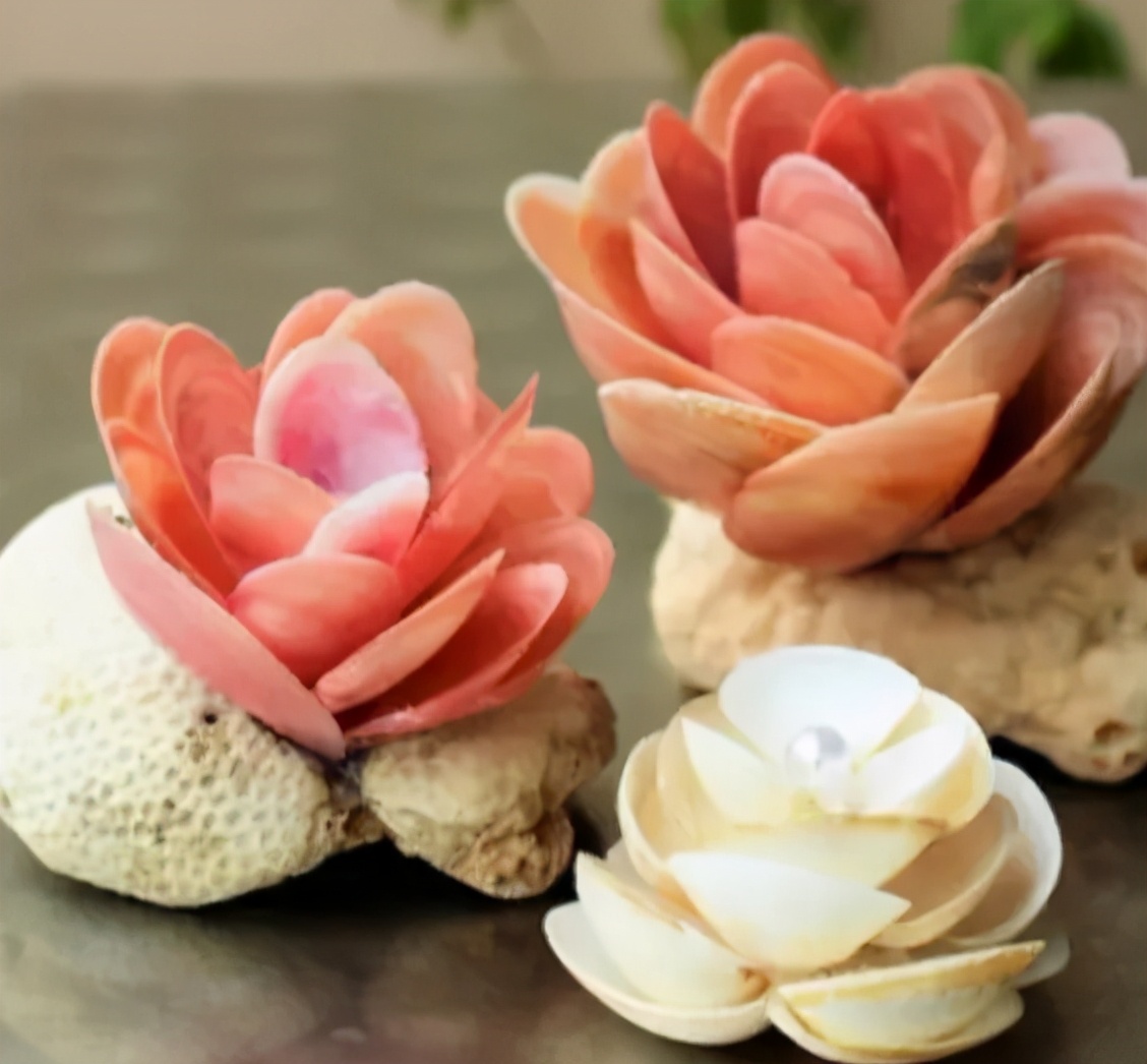 海边捡的贝壳可以做什么手工,贝壳创意手工种花