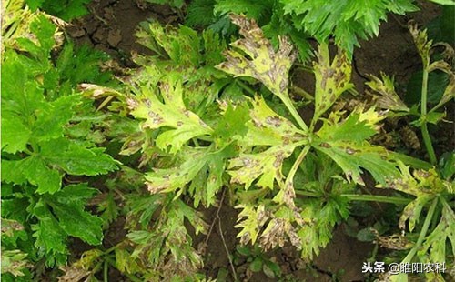 晚疫病和霜霉病特效农药一样吗,能防治霜霉病的药都能防治疫病吗