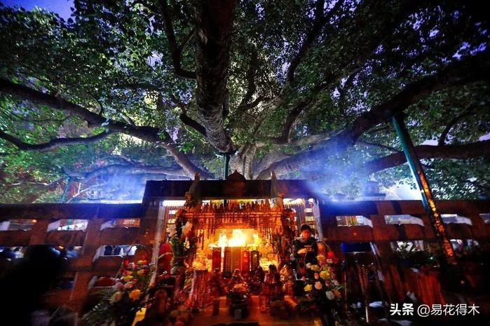 佛教为什么有五树六花,佛教中的五树六花图片