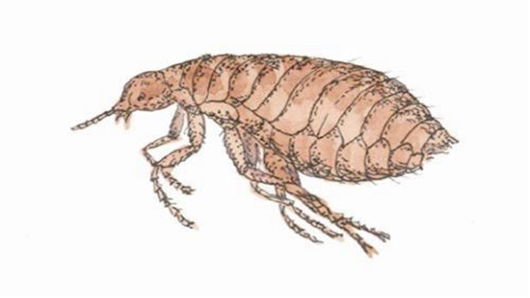 5招手把手教你如何防治跳蚤