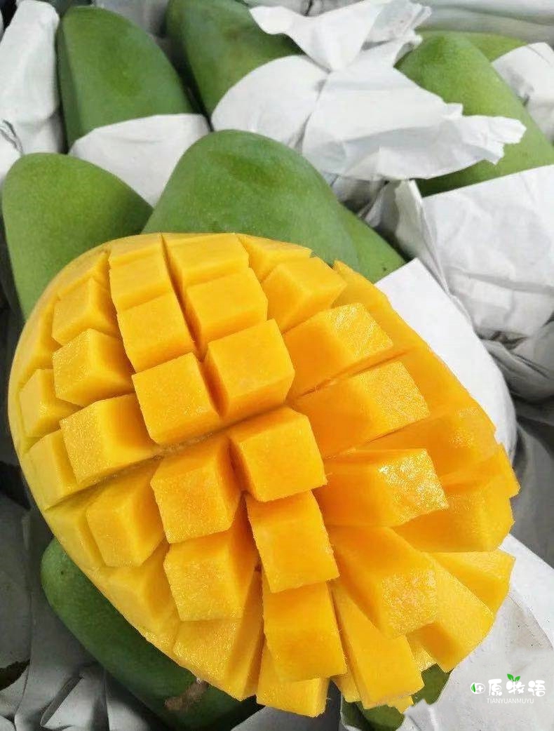 越南大青芒果批发价,越南大青芒果直播卖货第一名