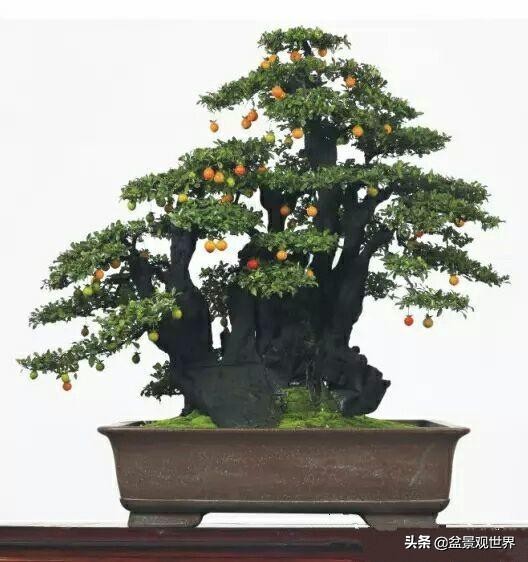 金弹子只养一棵会挂果吗,金弹子养了四年为什么不开花