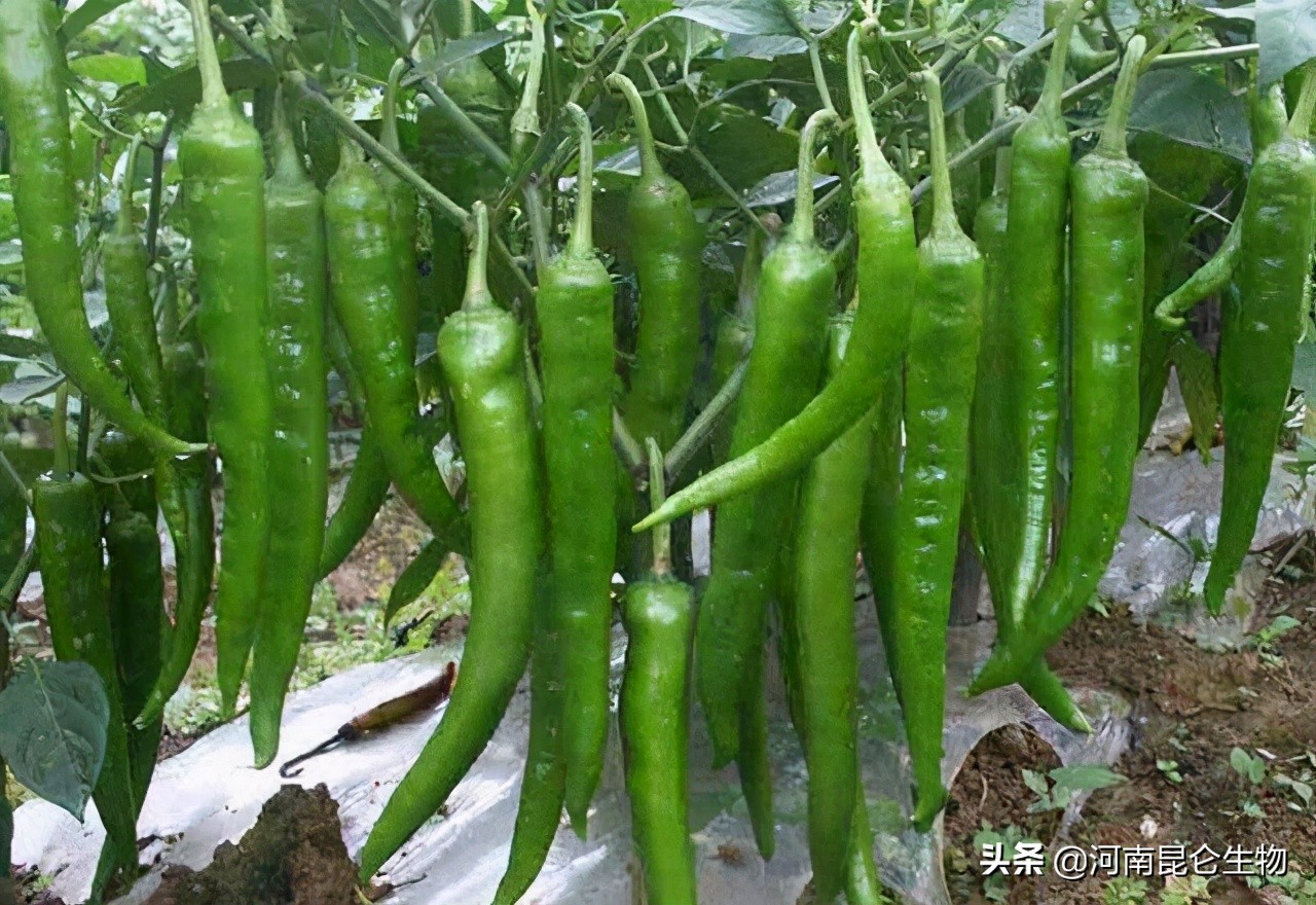 辣椒烂根最有效的方法,辣椒重茬根腐病怎么办